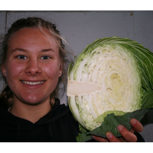 SPRAY FREE GREEN CABBAGE HALF KATIKATI Grown